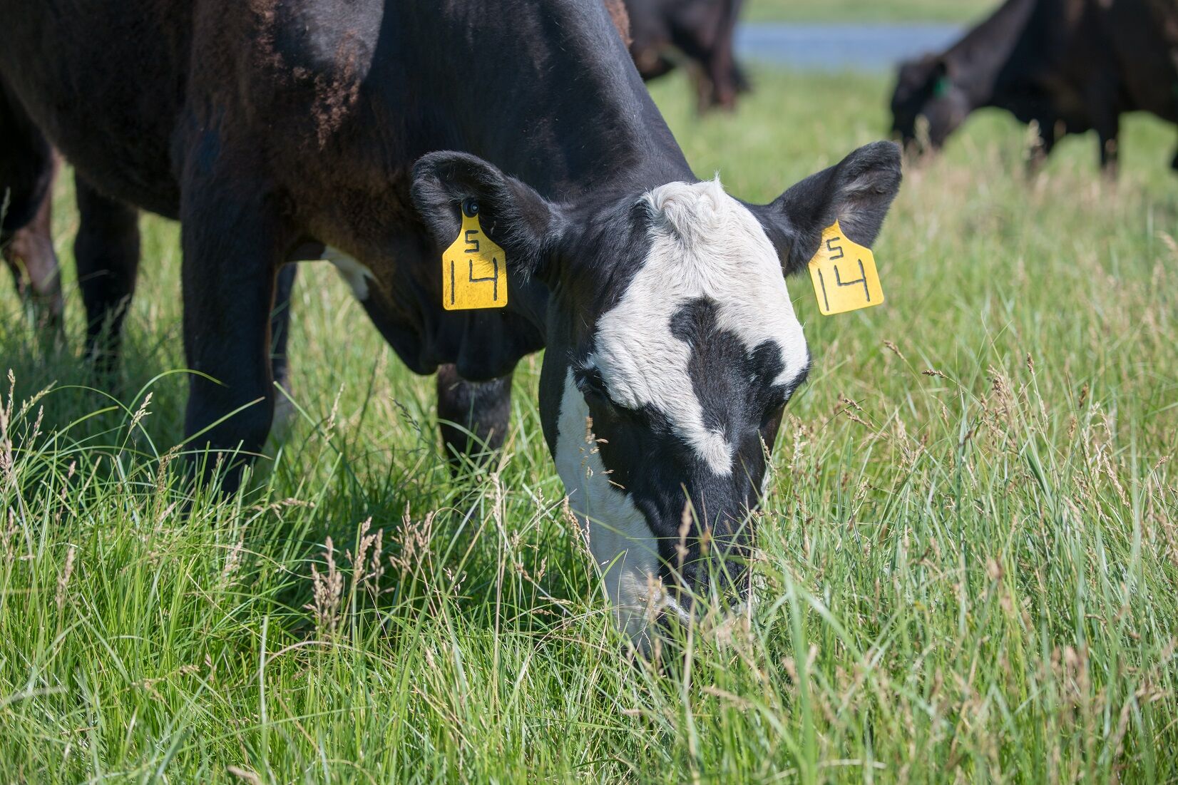 CC Cow Grazing